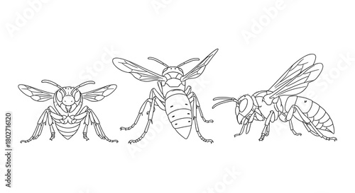 Detailed line art of bees and wasps illustrating insect anatomy