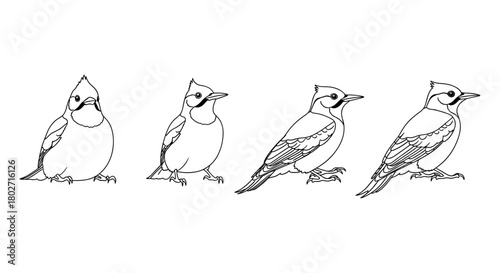 Bird evolution line drawing: blue jay transformation in four stages