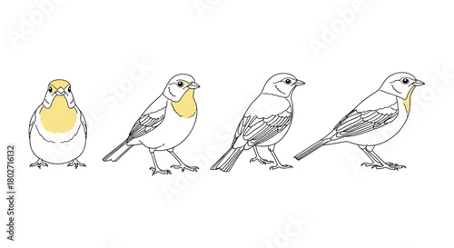 Minimalist bird outline set with yellow accents in four poses