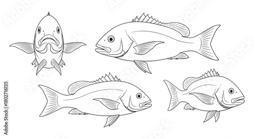 Detailed outline fish collection: elegant black and white marine animal set