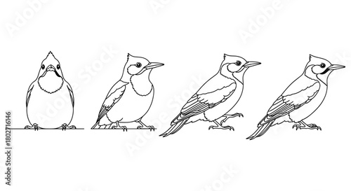 Linear blue jay evolution sequence from front to side views
