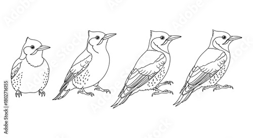 Woodpecker life cycle in outline style: from juvenile to adult