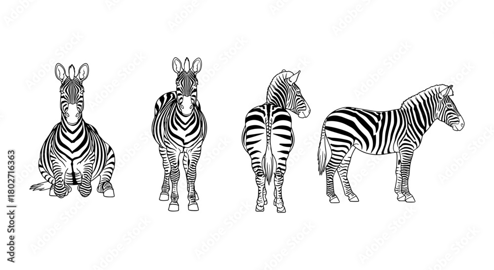 Obraz premium Zebra silhouette set showing multiple poses design