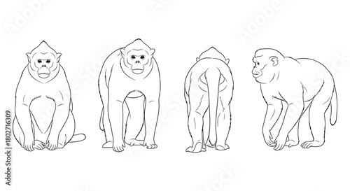 Baboon line art from multiple angles