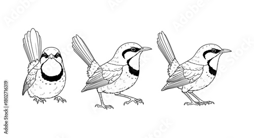 Black and white bird sketches: detailed wren illustrations with different angles