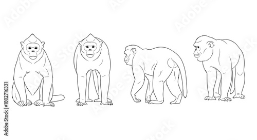Animal outline art: baboon multiple poses for detailed wildlife design
