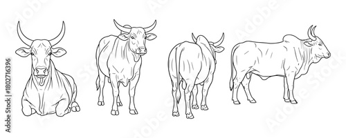 Traditional cattle line art: four bull poses for agricultural and farm design