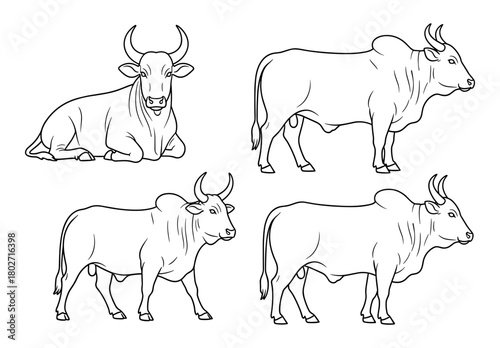 Brahman cattle silhouette collection: majestic bovine poses in line art style