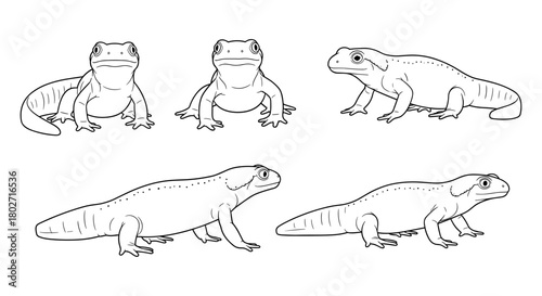 Reptile silhouettes: collection of frog and lizard line drawings