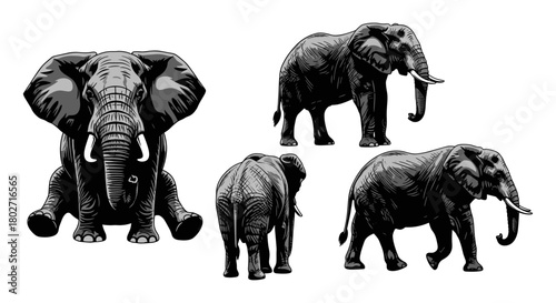 Detailed elephant collection: multiple poses of majestic animals in black and white art