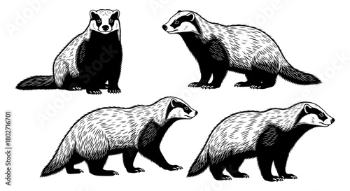Detailed animal silhouette set featuring badgers in various poses for wildlife art