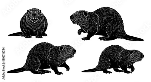 Detailed silhouette set of beavers in various poses on white background