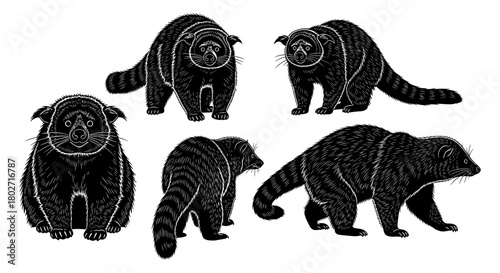 Set of stylized black and white binturongs in engraved style