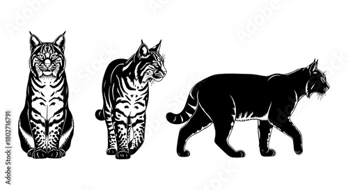 Stylized illustration of bobcats in various poses: front, side, walking