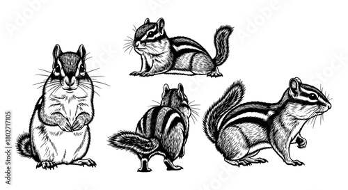 Detailed hand drawn chipmunk illustrations in various poses