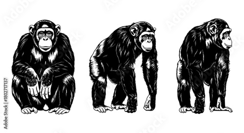 Set of three detailed chimpanzee silhouettes in black and white engraving style
