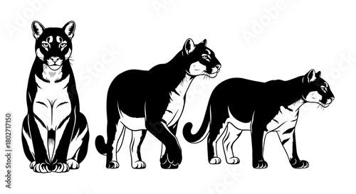 Black panther evolution: three stances in detailed silhouette artwork