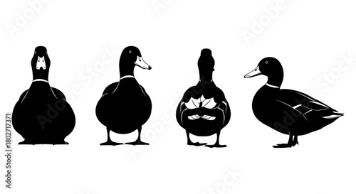 Silhouette ducks in various poses on white background