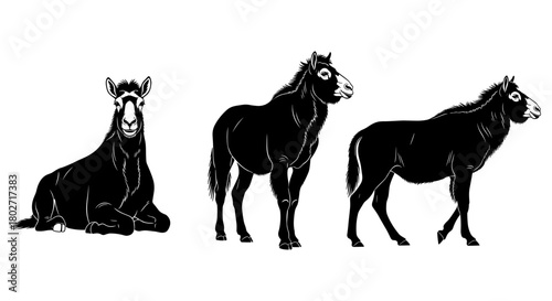 Silhouette trio of donkeys in various poses on white background
