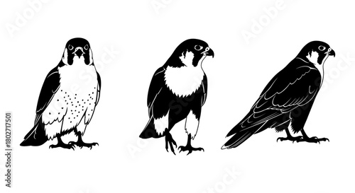 Monochrome falcon set: trio of elegant raptor silhouettes