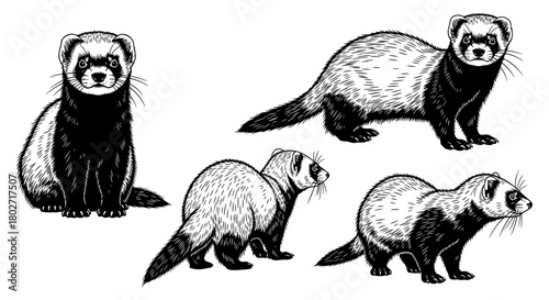 Detailed black and white ferrets in classic ink style art for nature and wildlife designs