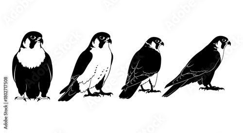 Set of falcon silhouettes: detailed bird of prey illustrations
