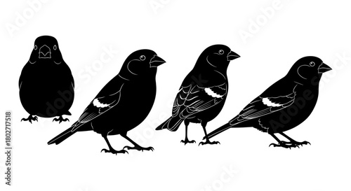 Silhouette of sparrows in different poses on white background