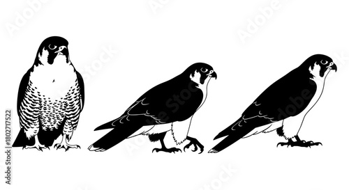 Silhouette of peregrine falcons in three poses on white background