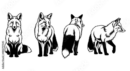 Four black and white fox silhouettes showcasing different poses on white background