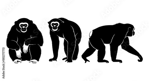 Silhouette gibbons trio: sitting, standing, walking in profile perspectives