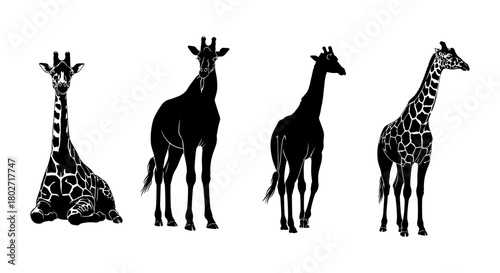 Silhouette giraffes in various poses on white background