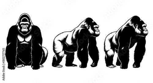 Realistic gorilla silhouette set: three powerful poses in black and white