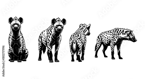 Hyena in detailed black and white: multiple perspectives in ink art style