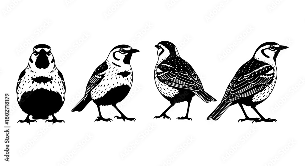 Naklejka premium Silhouette of birds in various poses on white background