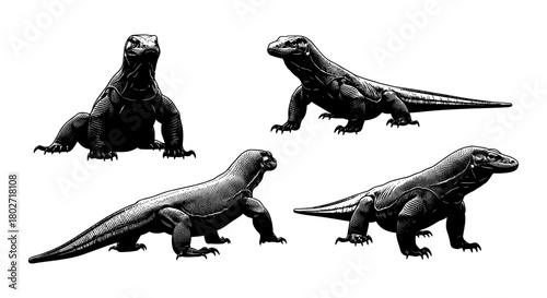 Detailed komodo dragon engravings in black and white style art