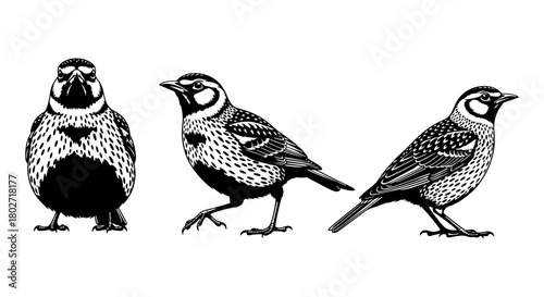 Detailed black and white bird silhouettes in various poses