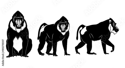 Mandrill trio in silhouette style: dynamic poses and expressions