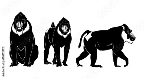 Detailed silhouette of mandrills in various poses on white background