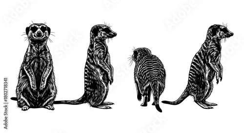 Intricate meerkat silhouette in multiple poses on white background
