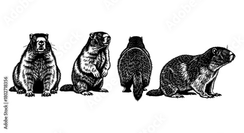 Detailed woodcut style marmots in various poses on white background