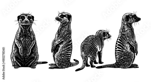 Detailed meerkat engraving with multiple poses on white background