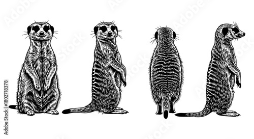 Monochrome meerkat set with front, side, back views in detailed art style