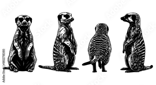 Detailed black and white meerkats in various poses on white background