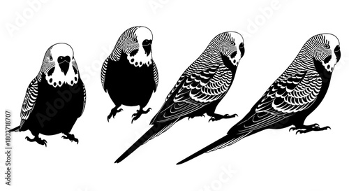 Detailed black and white budgerigar silhouette in various poses