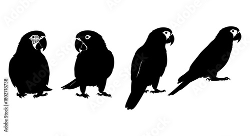 Black silhouettes of parrots in various poses on a white background