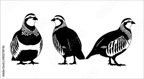 Stylized black and white partridge silhouette art