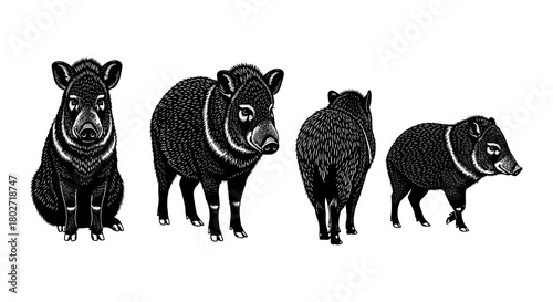 Stylized wild boar illustrations with detailed black and white ink art