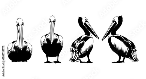 Black and white pelican silhouettes in various poses on white background