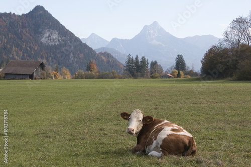 Rote Kuh auf der Almwiese mit Panorama der Allgäuer Alpen bei Pfronten - ländliche Idylle, ökologische Landwirtschaft und Tourismus in der Bergregion