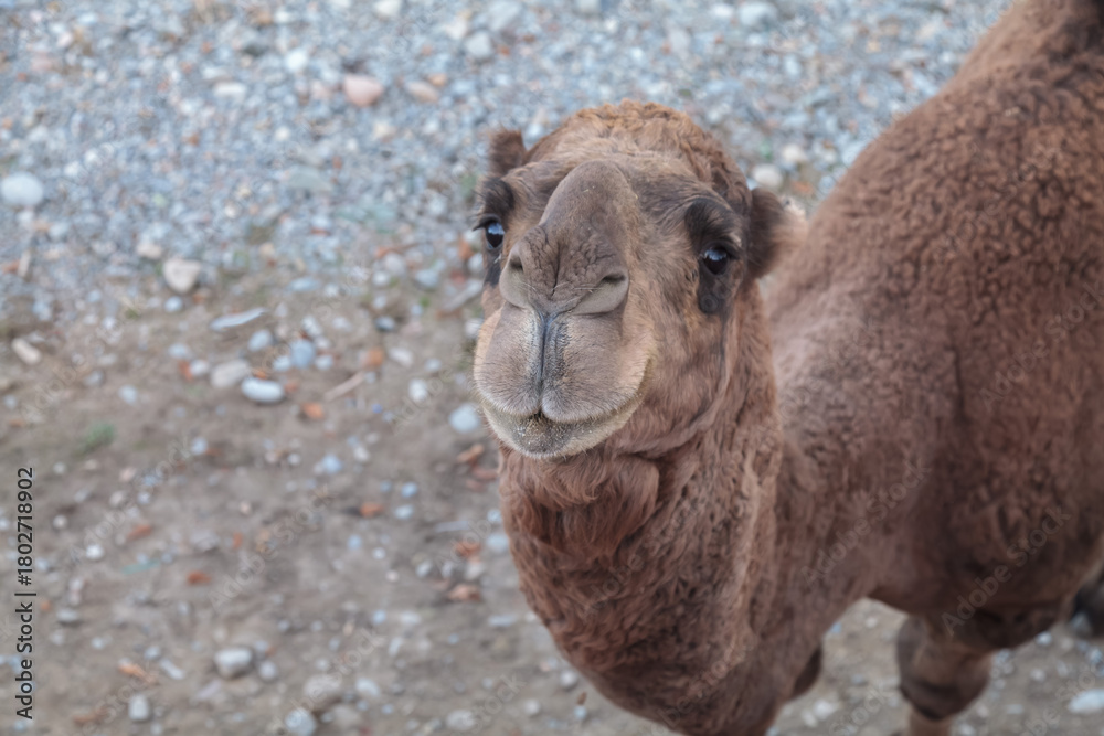 Obraz premium Camel is standing in a rocky area with a dirt ground